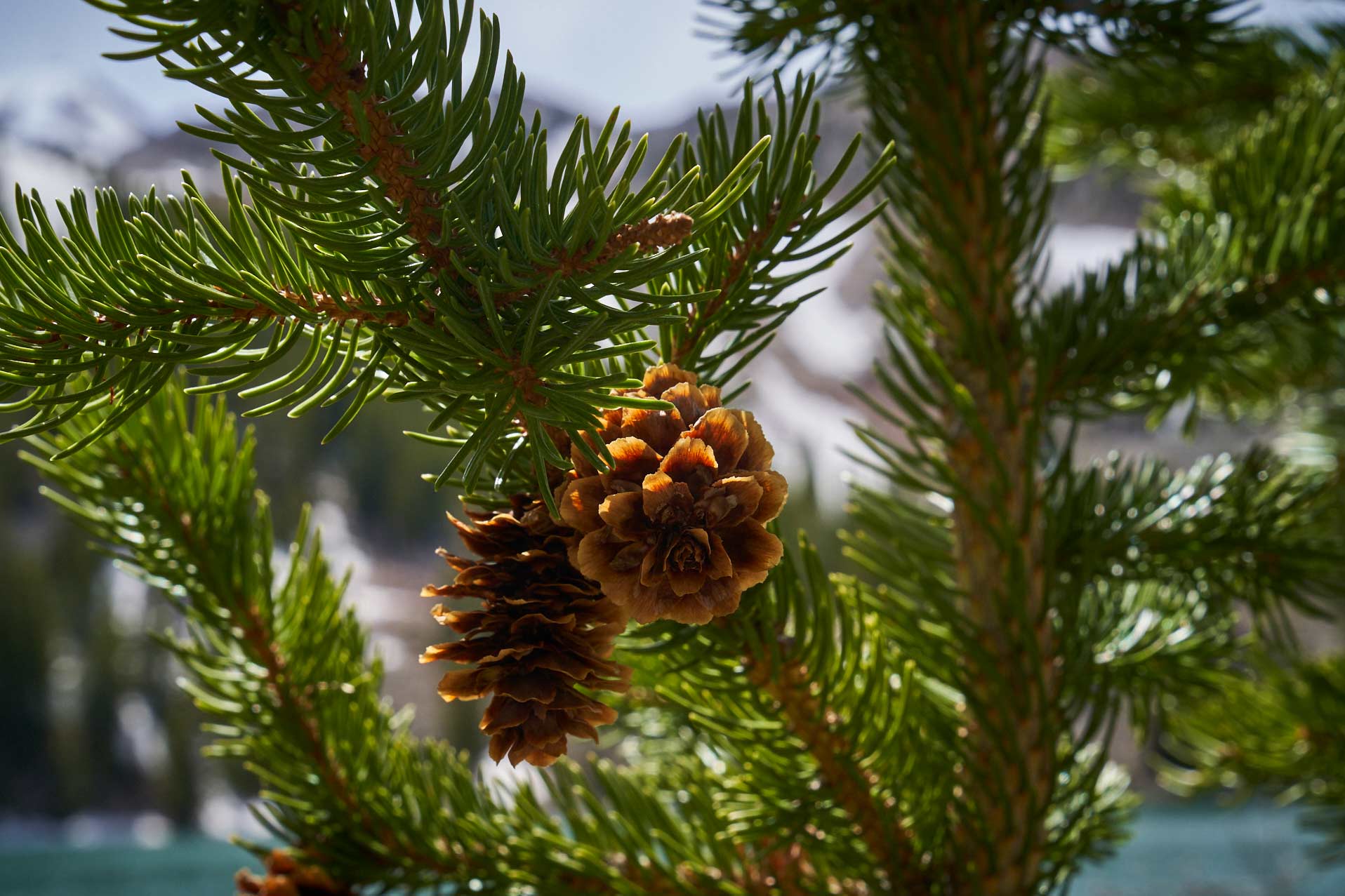 Aspen_055