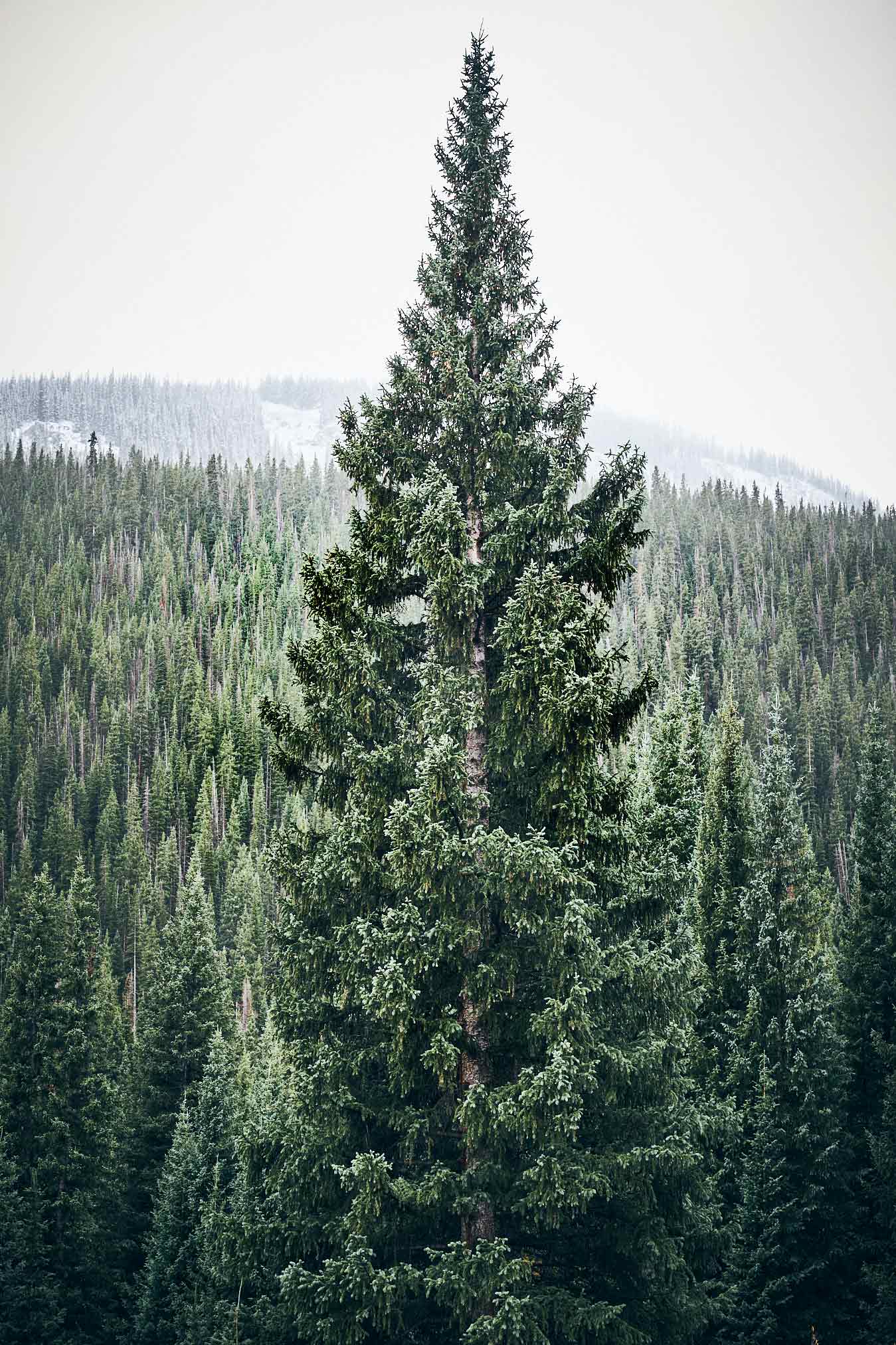 Colorado-2_0274