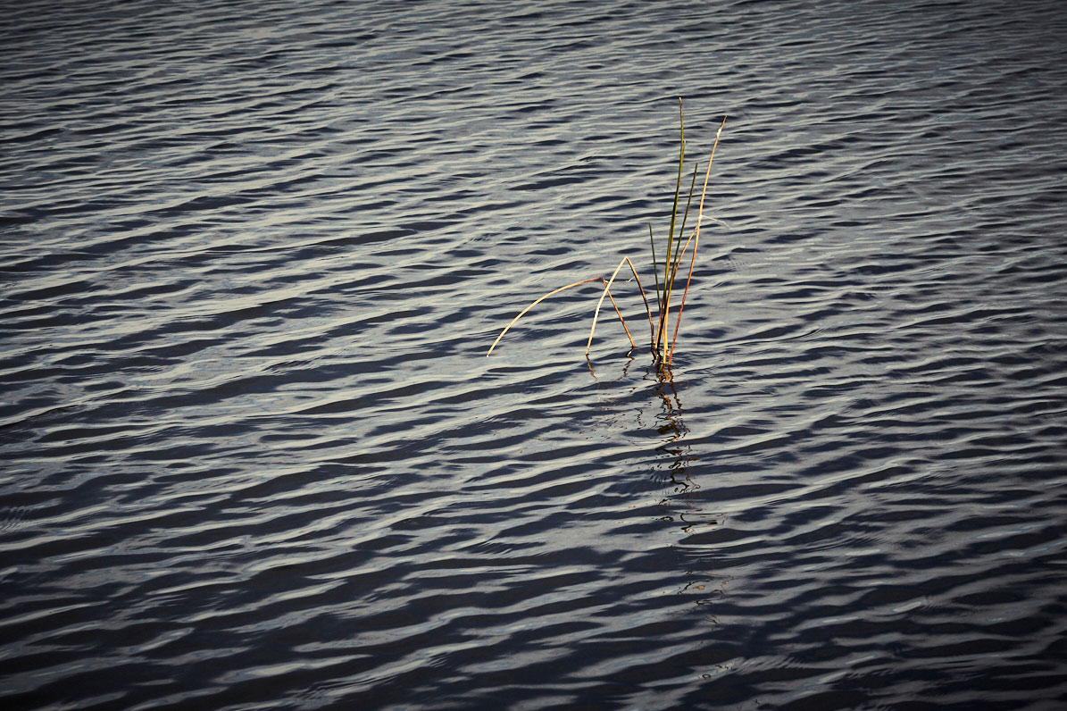 Everglades-138