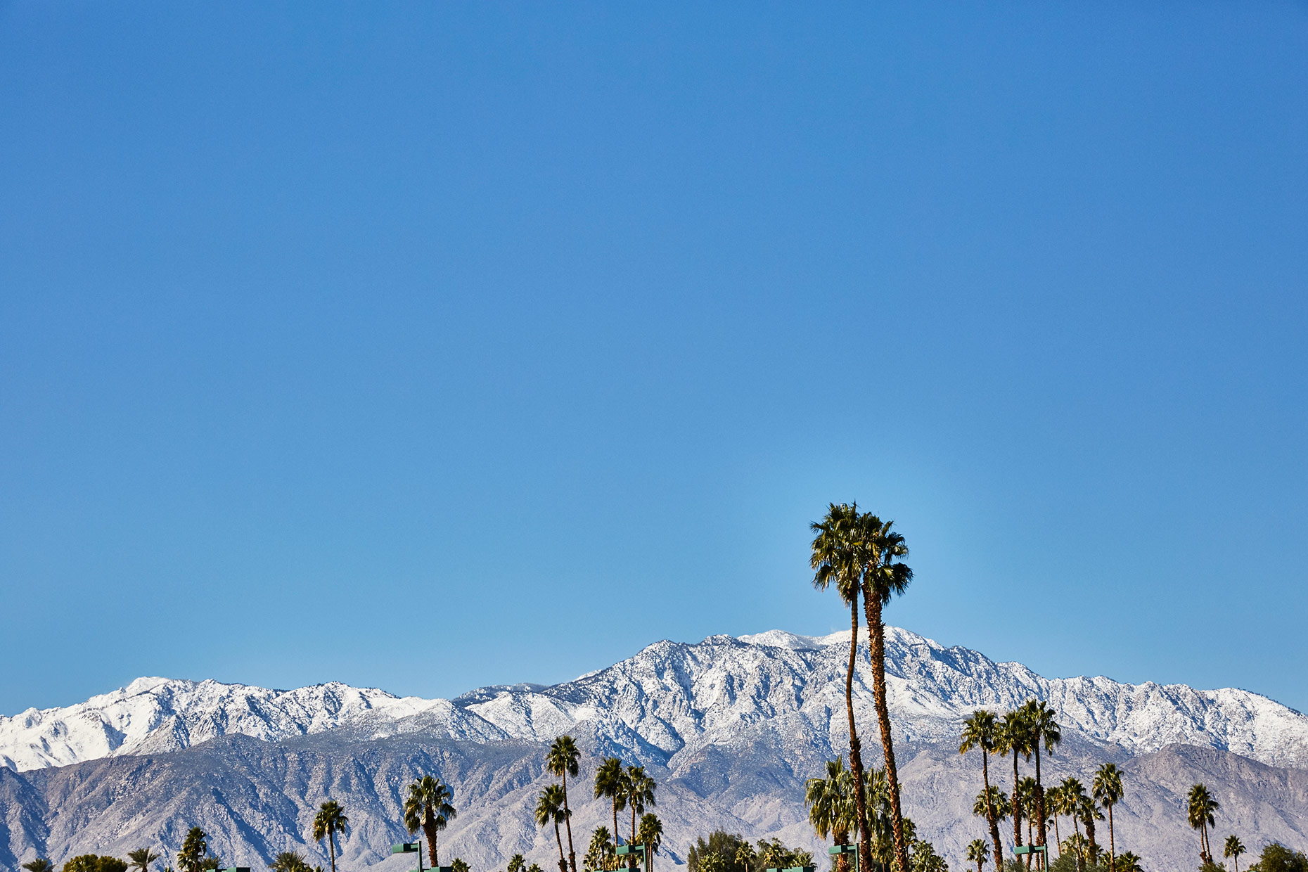 Palm-Springs_Palm-Trees_016
